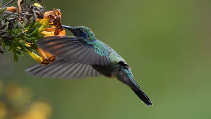 Kolibri