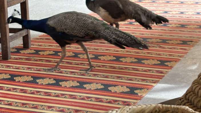 Skoura, Abendessen mit Pfau