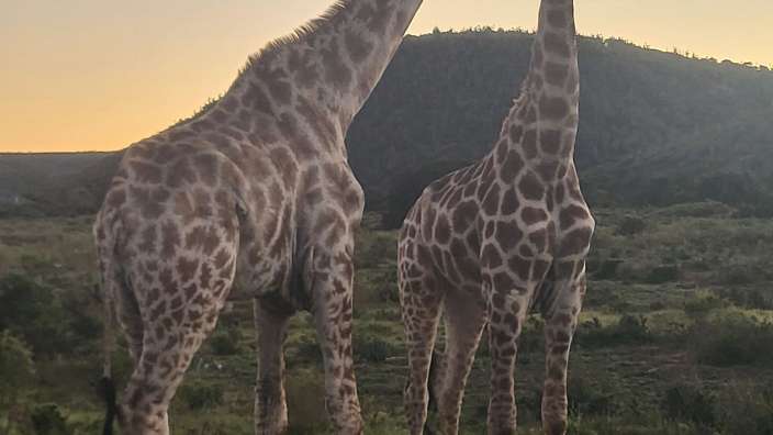Pirschfahrt bei Sonnenuntergang im Kariega Game Reserve 