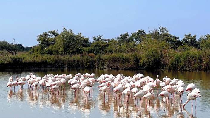 Flamingos in der Camargue