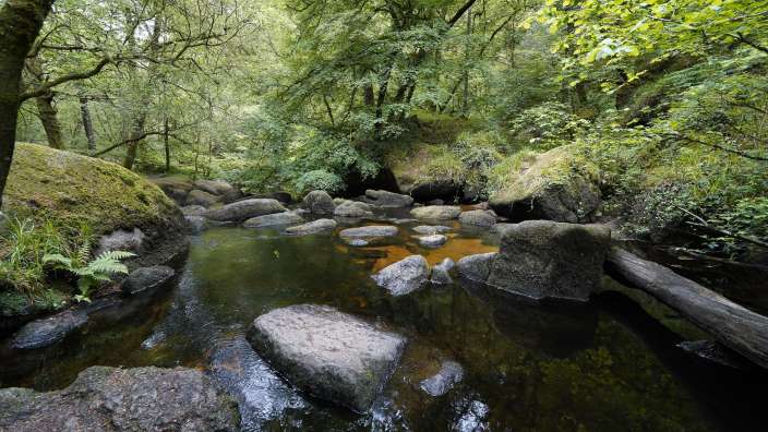 Wald von Huelgoat