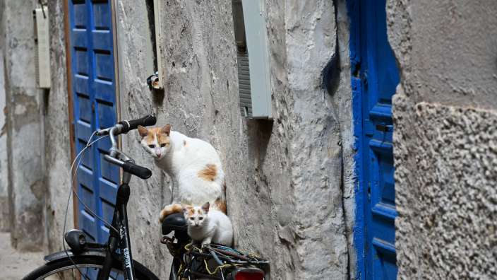Geliebte Straßenkatzen der Marokkaner