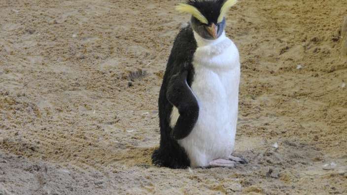Kaiserpinguin