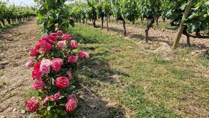 Weinberge Bodegas Ysios