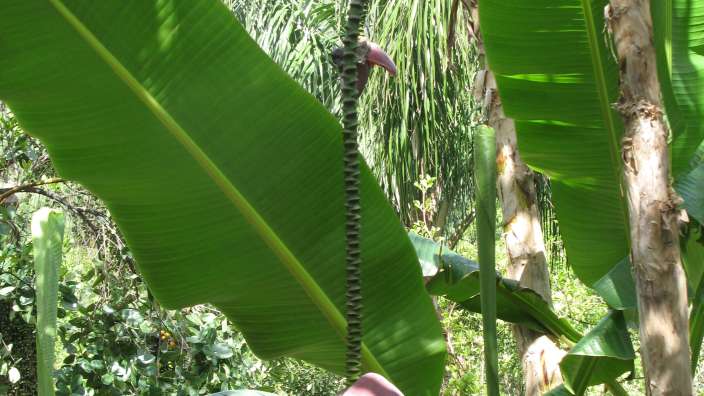 Bananenblüte Botanischer Garten Fournes