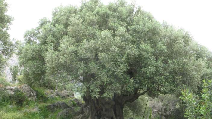 alter Olivenbaum Kavousi