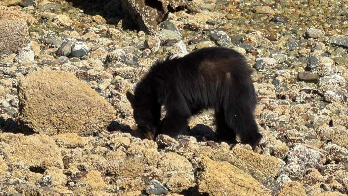 Bärentour ab Tofino