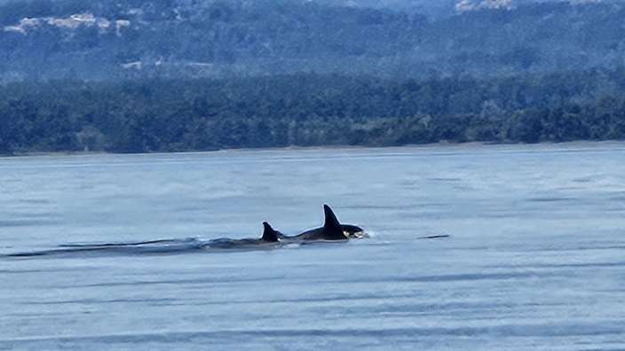 Whale Watching bei Victoria 