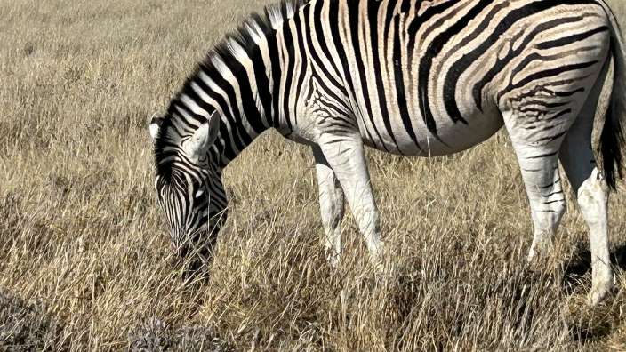 im Etosha Park