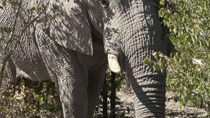 Begegnung im Ongava Game Reserve
