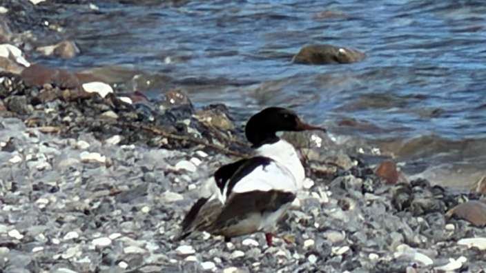 Gänsesäger am Strand