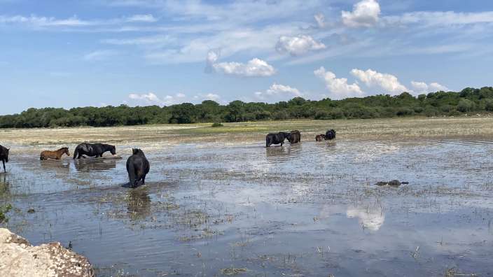 Wildpferde im Nationalpark Giara di Gesturi