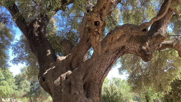 Olivenhain in Santa Maria Navarrese