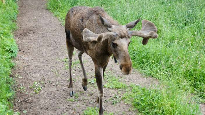 Elchpark Fam. geführt, Målilla Moose Park, sehr zu empfehlen