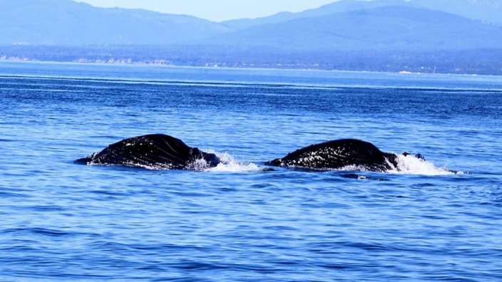 Eagle Wings Whale watching