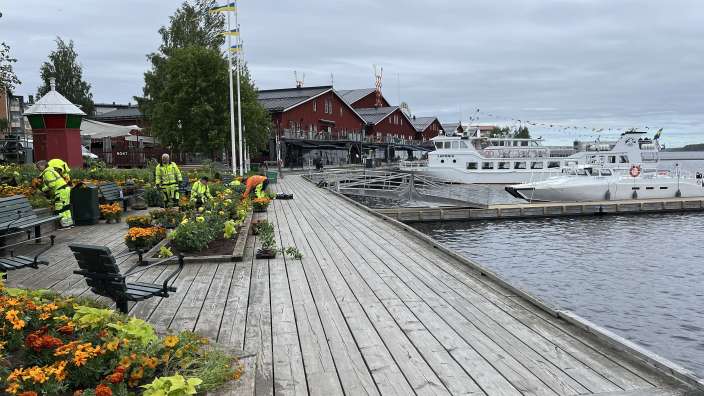 Vorbereitungen für Midsommer in Luleå