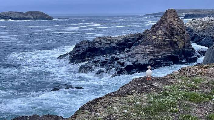 Unser erster Papageientaucher in Bonavista