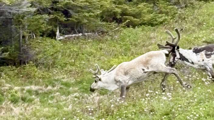 Caribous neben der Straße 