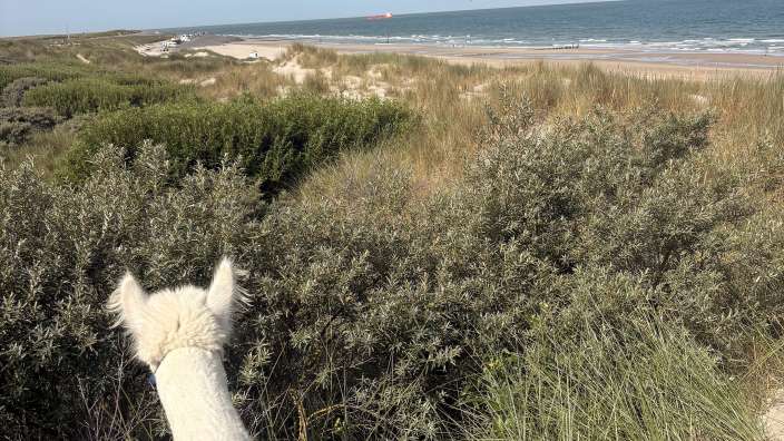 Wildes Alpaka in den Dünen