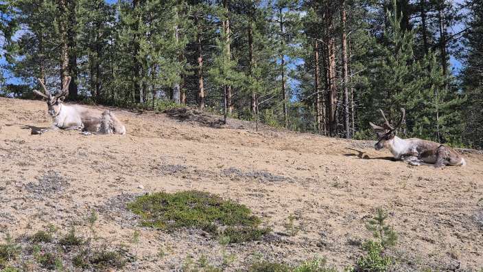 Rentiere in freier Natur 