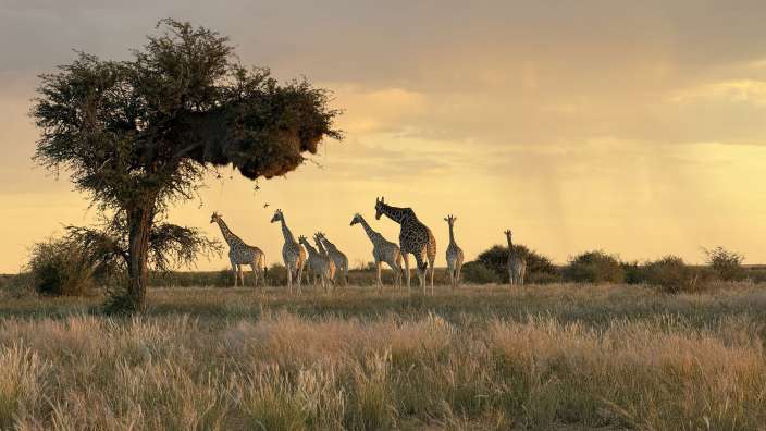 Giraffen auf dem Rundgang