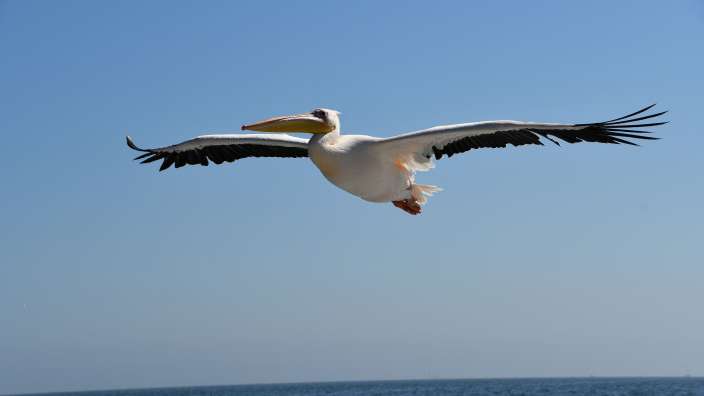 Walvis Bay