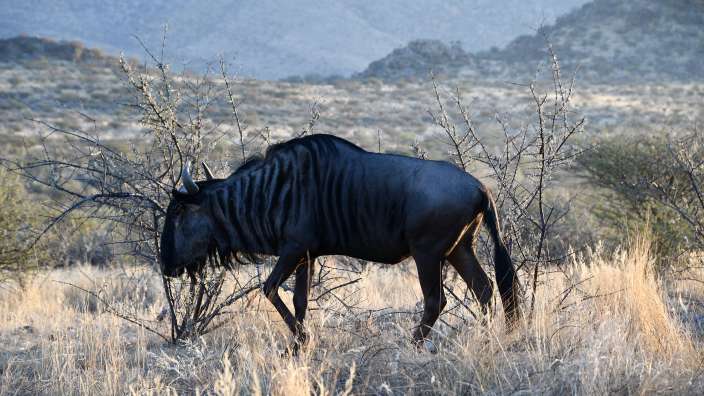 Blue Wildebeest direkt am Sitzplatz