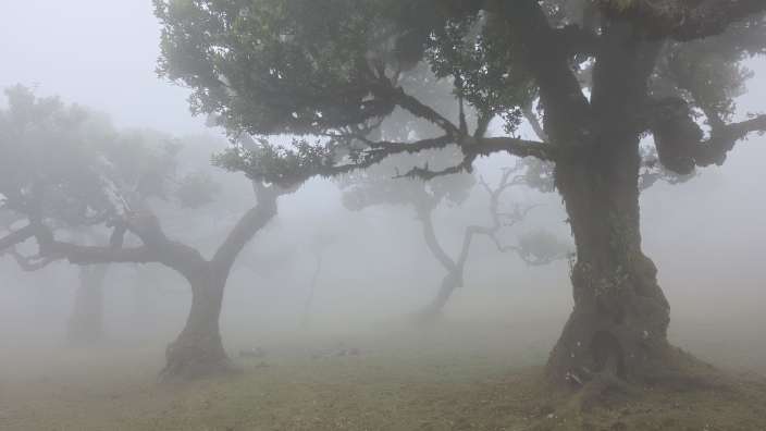 Der Nebelwald