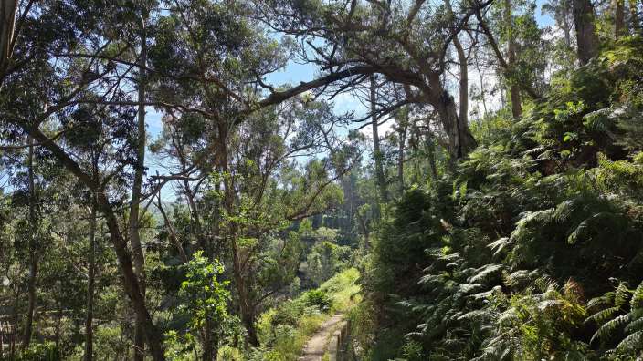 Wandern entlang einer Levada