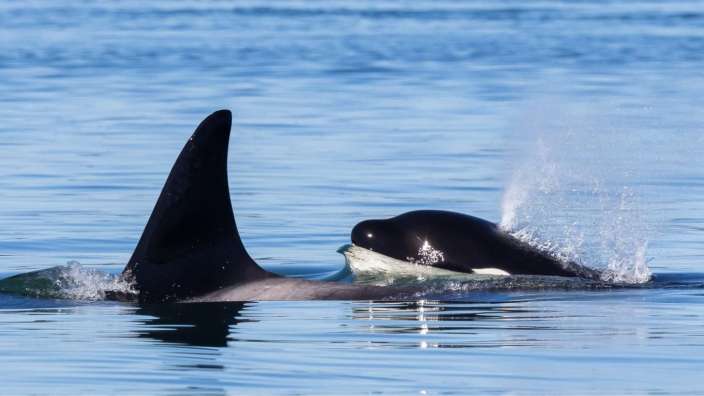 Victoria, Orca-Foto nachträglich vom Veranstalter erhalten!