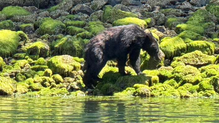 Schwarzbär bei Victoria