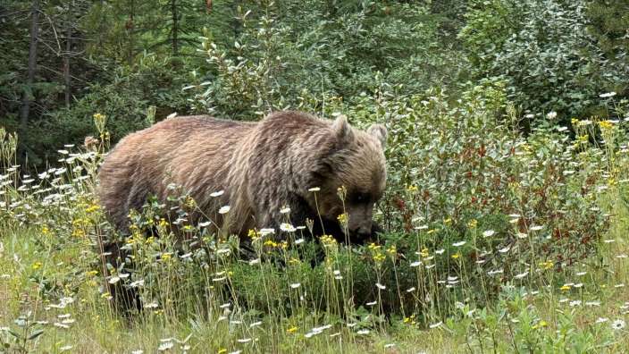 Grizzly Bow Valley