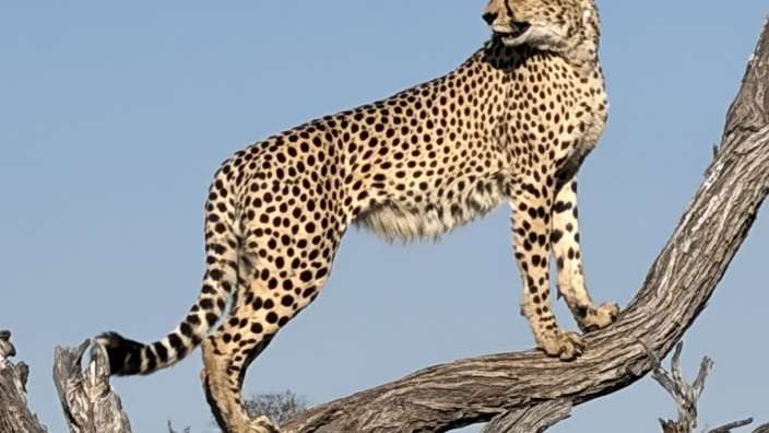 Eindrückliche Begegnung im Okavango-Delta