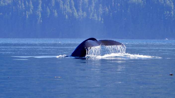 Buckelwal bei Telegraph cove