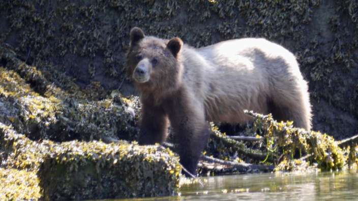 Grizzly-Auslug von Telegraph Cove aus