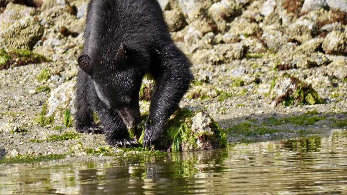 Schwarzbären bei Tofino