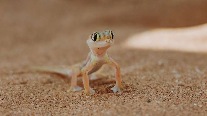 Namib Gecko- Living Desert Tour