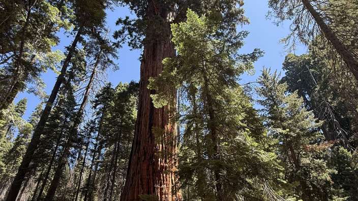 Sequoia 