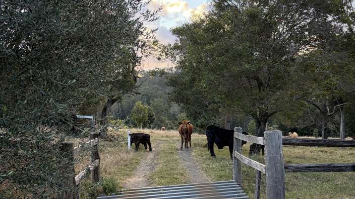Flying - Fox Cattle-Farm
