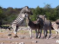 Heidrun & Manfred / Namibia, Botswana, Simbabwe Juni 2025