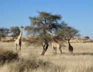 Drei Mädels als Selbstfahrer